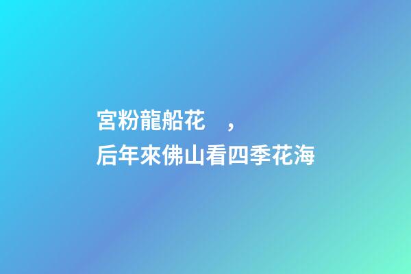 宮粉龍船花，后年來佛山看四季花海